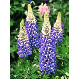 łubin trwały (Lupinus polyphyllus) Legendary Blue Shades- Świat bylin - sklep internetowy