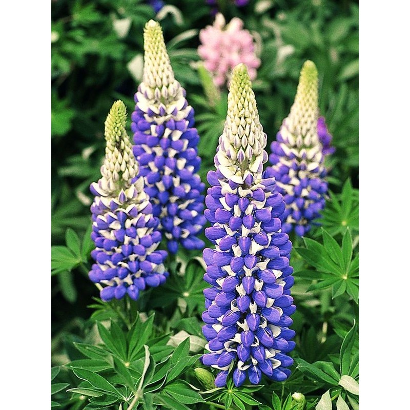 łubin trwały (Lupinus polyphyllus) Legendary Blue Shades- Świat bylin - sklep internetowy