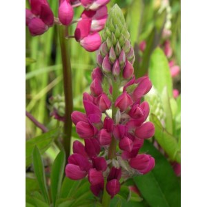 łubin trwały (Lupinus polyphyllus) Legendary Red Shades- Świat bylin - sklep internetowy
