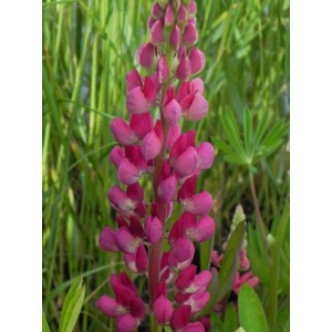 łubin trwały (Lupinus polyphyllus) Legendary Red Shades- Świat bylin - sklep internetowy