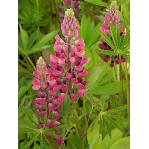 łubin trwały (Lupinus polyphyllus) Legendary Red Shades- Świat bylin - sklep internetowy