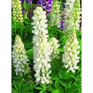 łubin trwały (Lupinus polyphyllus) Legendary White Shades- Świat bylin - sklep internetowy