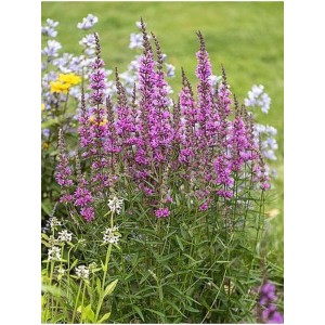 krwawnica (Lythrum hybrida) Luminara Hot Pink- Świat bylin - sklep internetowy