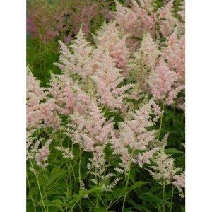 tawułka japońska (Astilbe japonica) Peach Blossom- Świat bylin - sklep internetowy