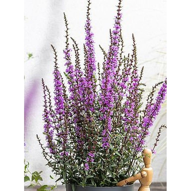 krwawnica (Lythrum hybrida) Luminara Lilac- Świat bylin - sklep internetowy