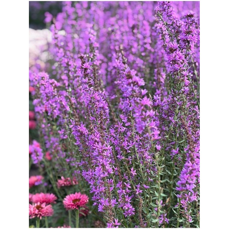 krwawnica pospolita (Lythrum salicaria) Fairytales Purple- Świat bylin - sklep internetowy