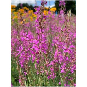 krwawnica pospolita (Lythrum salicaria) Swirl- Świat bylin - sklep internetowy