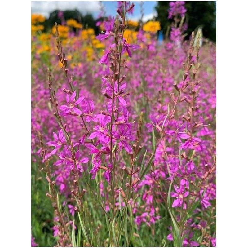 krwawnica pospolita (Lythrum salicaria) Swirl- Świat bylin - sklep internetowy