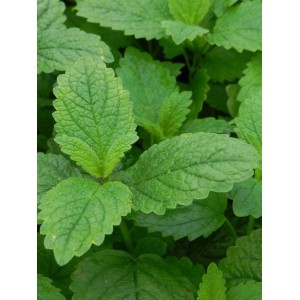 melisa lekarska (Melissa officinalis) - Świat bylin - sklep internetowy