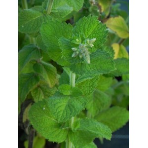 mięta wonna (Mentha suaveolens) Pineapple Mint- Świat bylin - sklep internetowy