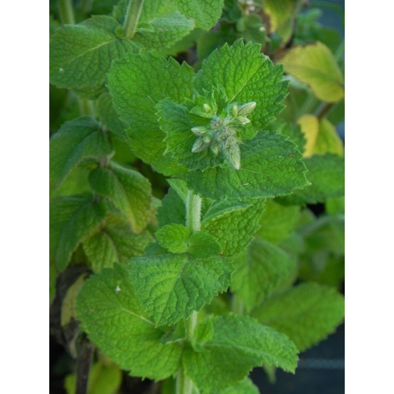 mięta wonna (Mentha suaveolens) Pineapple Mint- Świat bylin - sklep internetowy