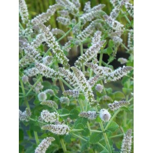 mięta wonna (Mentha suaveolens) Pineapple Mint- Świat bylin - sklep internetowy