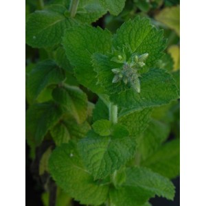 mięta wonna (Mentha suaveolens) Pineapple Mint- Świat bylin - sklep internetowy