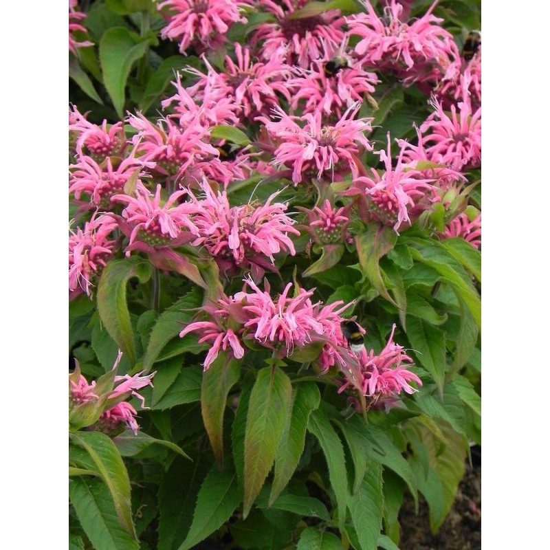 pysznogłówka dwoista (Monarda didyma) Balmy Pink- Świat bylin - sklep internetowy