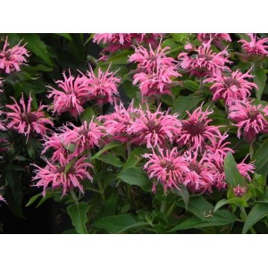 pysznogłówka dwoista (Monarda didyma) Balmy Pink- Świat bylin - sklep internetowy