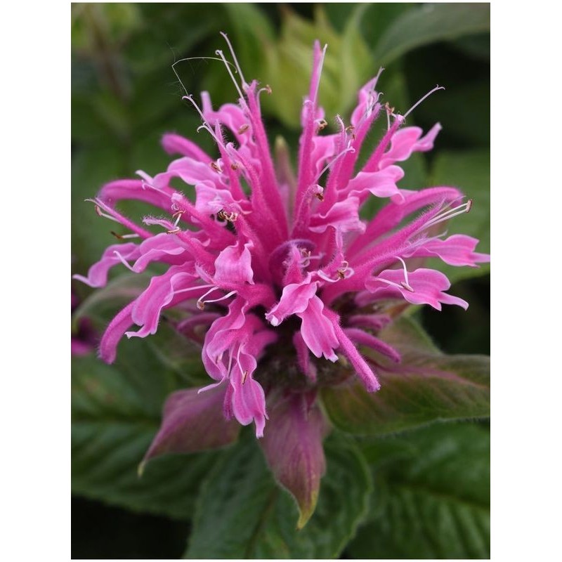 pysznogłówka dwoista (Monarda didyma) Bee-Mine™ Pink- Świat bylin - sklep internetowy