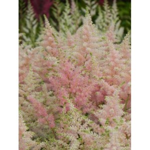 tawułka japońska (Astilbe japonica) Peach Blossom- Świat bylin - sklep internetowy
