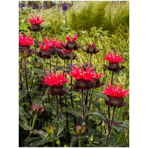 pysznogłówka dwoista (Monarda didyma) Superwings Red- Świat bylin - sklep internetowy