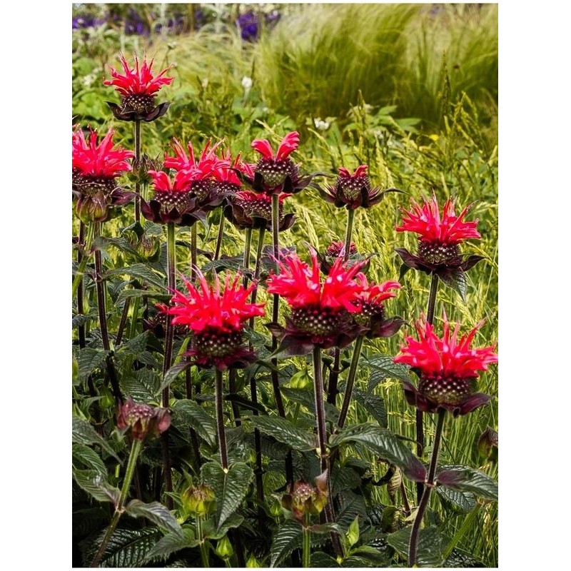 pysznogłówka dwoista (Monarda didyma) Superwings Red- Świat bylin - sklep internetowy