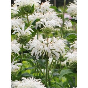 pysznogłówka ogrodowa (Monarda hybrida) Bee-Bright- Świat bylin - sklep internetowy