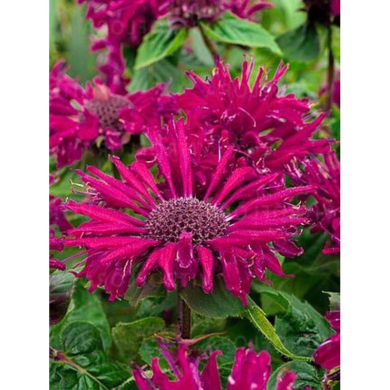 pysznogłówka ogrodowa (Monarda hybrida) Bee-True- Świat bylin - sklep internetowy