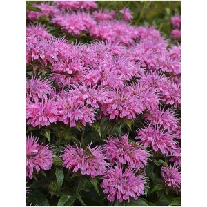 pysznogłówka ogrodowa (Monarda hybrida) SUGAR BUZZ® Bubblegum Blast- Świat bylin - sklep internetowy