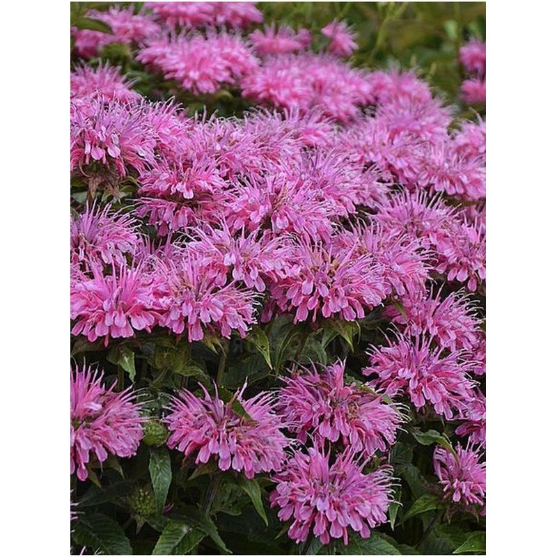 pysznogłówka ogrodowa (Monarda hybrida) SUGAR BUZZ® Bubblegum Blast- Świat bylin - sklep internetowy