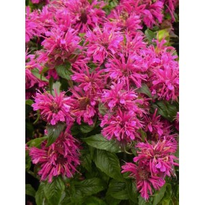 pysznogłówka ogrodowa (Monarda hybrida) Grape Gumball- Świat bylin - sklep internetowy