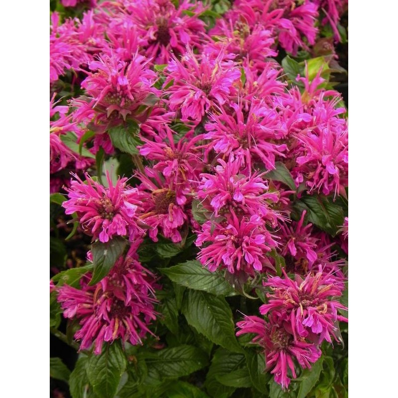 pysznogłówka ogrodowa (Monarda hybrida) Grape Gumball- Świat bylin - sklep internetowy