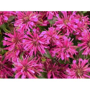 pysznogłówka ogrodowa (Monarda hybrida) Grape Gumball- Świat bylin - sklep internetowy