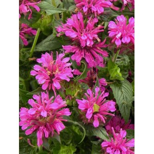 pysznogłówka ogrodowa (Monarda hybrida) Grape Gumball- Świat bylin - sklep internetowy