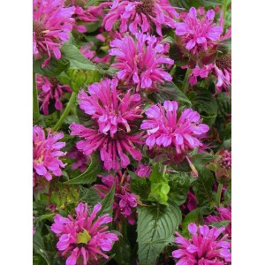 pysznogłówka ogrodowa (Monarda hybrida) Grape Gumball- Świat bylin - sklep internetowy