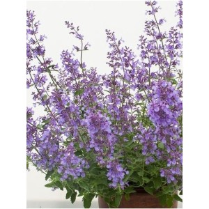 kocimietka Faassena (Nepeta x faassenii) Junior Walker™- Świat bylin - sklep internetowy