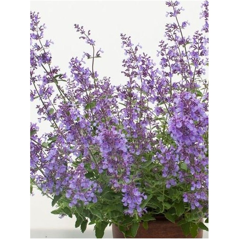 kocimietka Faassena (Nepeta x faassenii) Junior Walker™- Świat bylin - sklep internetowy