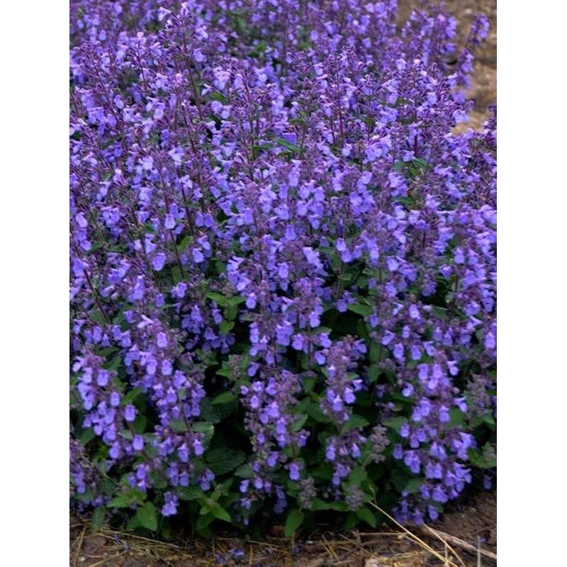 kocimietka Faassena (Nepeta x faassenii) Picture Purrfect- Świat bylin - sklep internetowy
