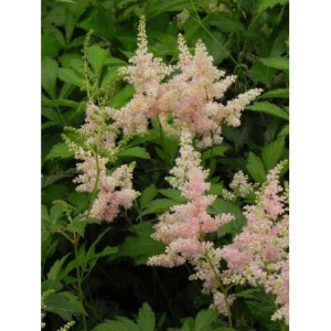 tawułka japońska (Astilbe japonica) Peach Blossom- Świat bylin - sklep internetowy
