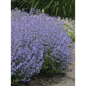 kocimietka Faassena (Nepeta x faassenii) Purrsian Blue- Świat bylin - sklep internetowy