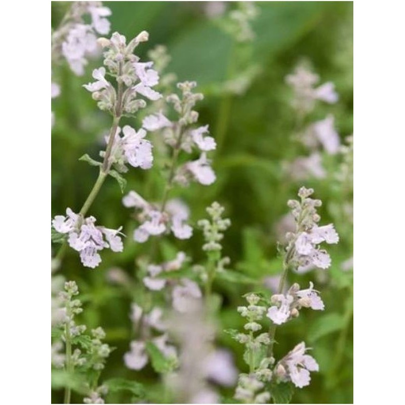 kocimietka Faassena (Nepeta x faassenii) Snowflake- Świat bylin - sklep internetowy