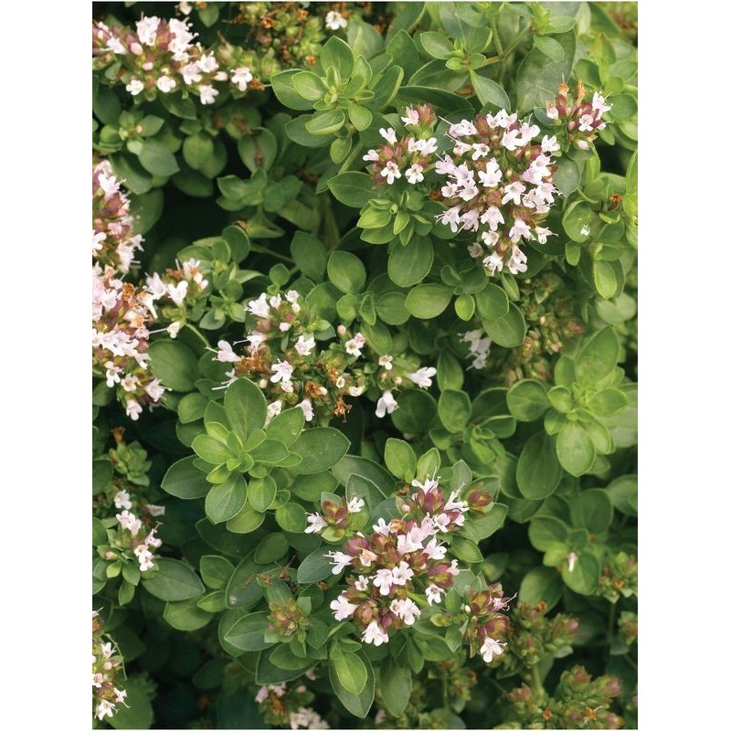 lebiodka pospolita (Origanum vulgare) Green- Świat bylin - sklep internetowy