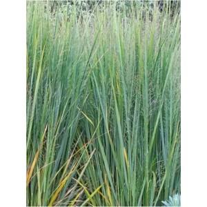 proso rózgowate (Panicum virgatum) Northwind- Świat bylin - sklep internetowy