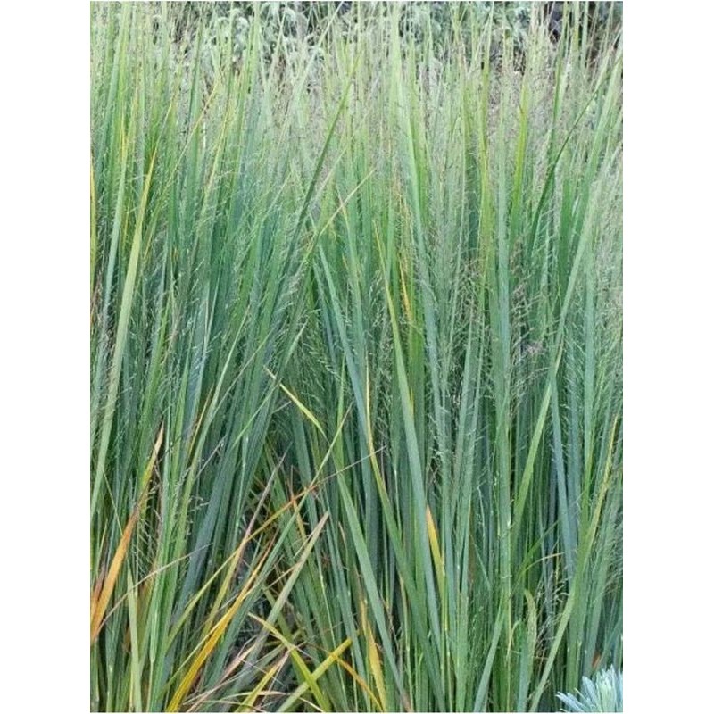 proso rózgowate (Panicum virgatum) Northwind- Świat bylin - sklep internetowy