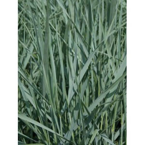 proso rózgowate (Panicum virgatum) Prairie Sky- Świat bylin - sklep internetowy