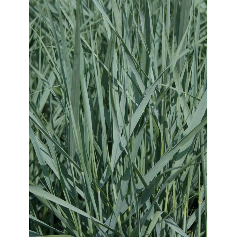 proso rózgowate (Panicum virgatum) Prairie Sky- Świat bylin - sklep internetowy