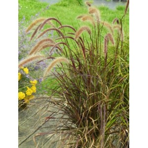 rozplenica obca (Pennisetum advena) Rubrum- Świat bylin - sklep internetowy