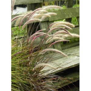 rozplenica obca (Pennisetum advena) Rubrum- Świat bylin - sklep internetowy