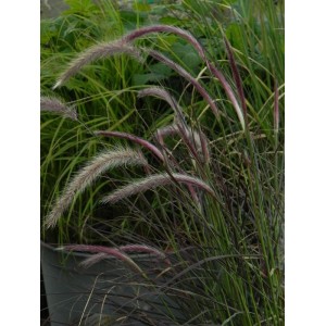 rozplenica obca (Pennisetum advena) Rubrum- Świat bylin - sklep internetowy