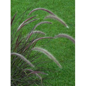 rozplenica obca (Pennisetum advena) Rubrum- Świat bylin - sklep internetowy