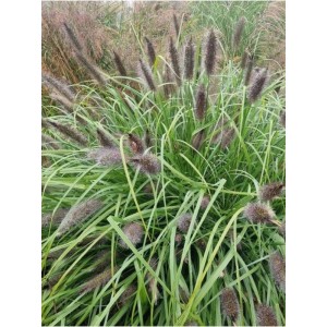 rozplenica japońska (Pennisetum alopecuroides) National Arboretum- Świat bylin - sklep internetowy