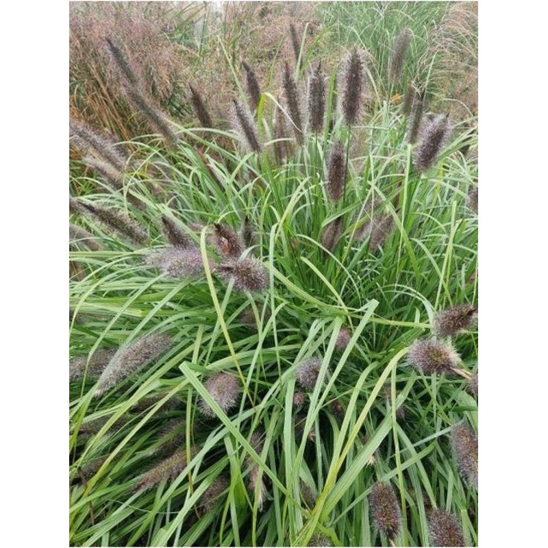 rozplenica japońska (Pennisetum alopecuroides) National Arboretum- Świat bylin - sklep internetowy