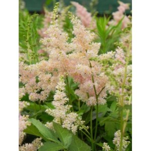 tawułka japońska (Astilbe japonica) Peach Blossom- Świat bylin - sklep internetowy